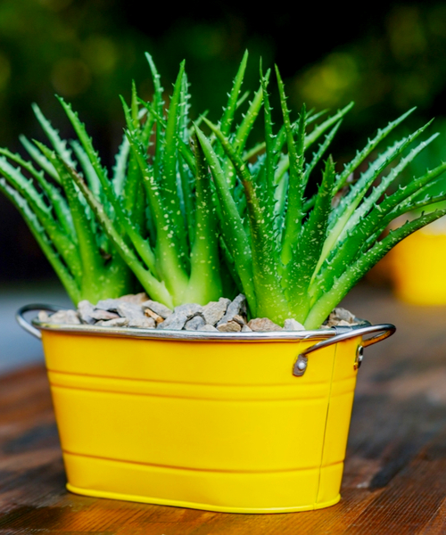 Succulent