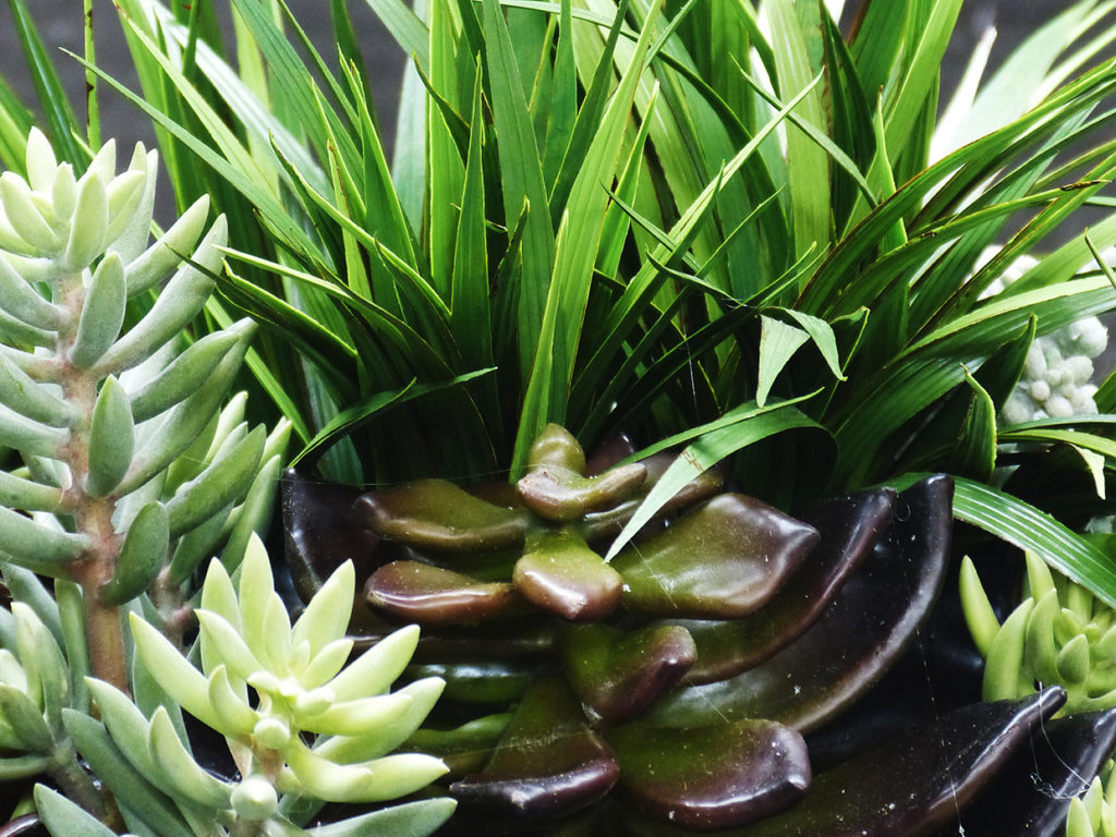 Succulent Arrangement ID# CUSTDIS2