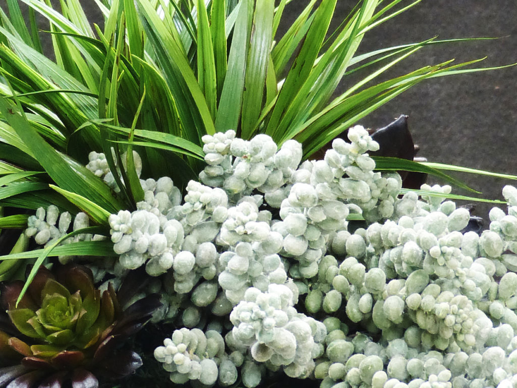 Succulent Arrangement ID# CUSTDIS2