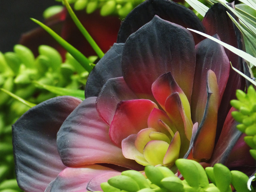 Succulent Arrangement ID# CUSTDIS2
