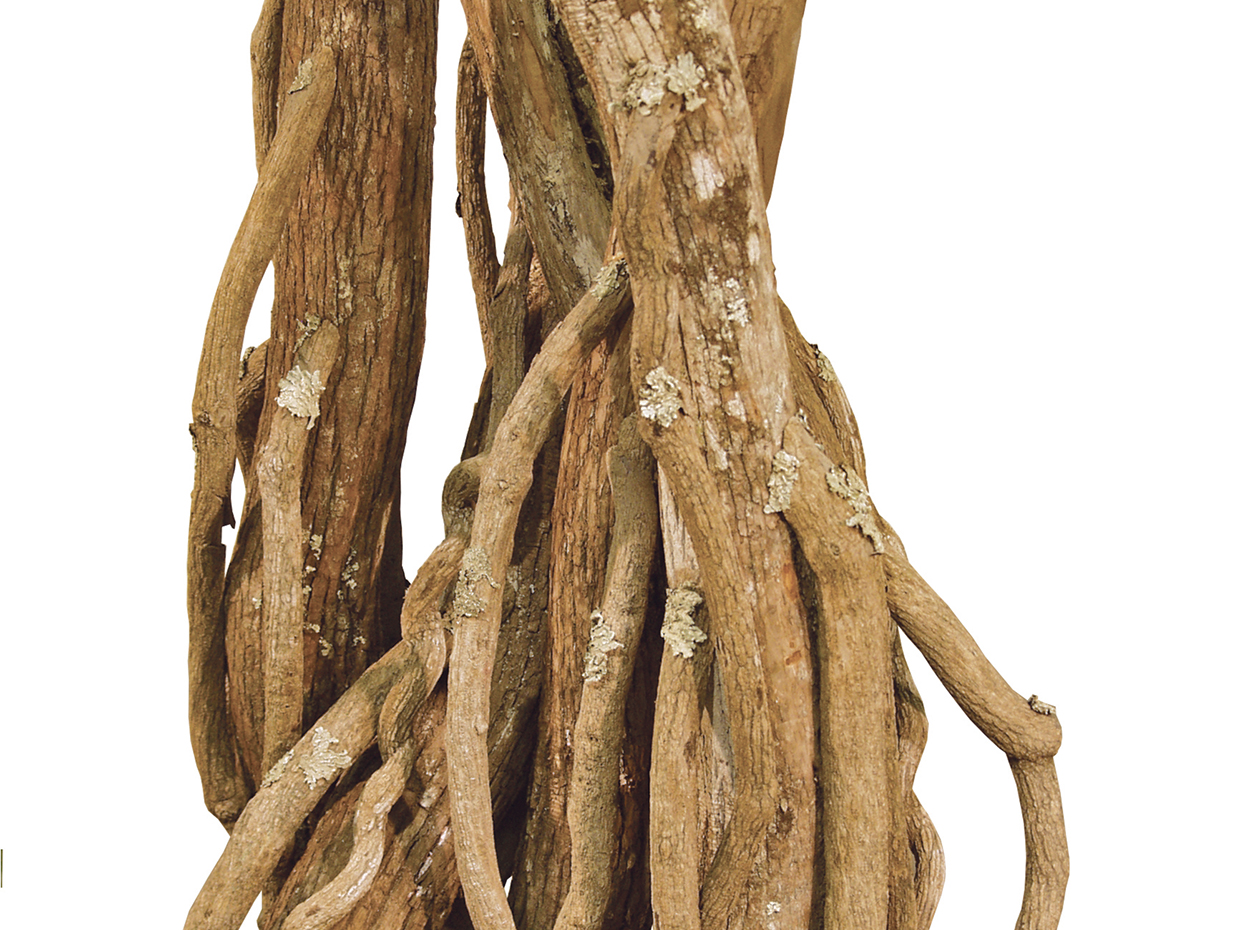 Acacia Bonsai Tree, Windswept ID# 101309