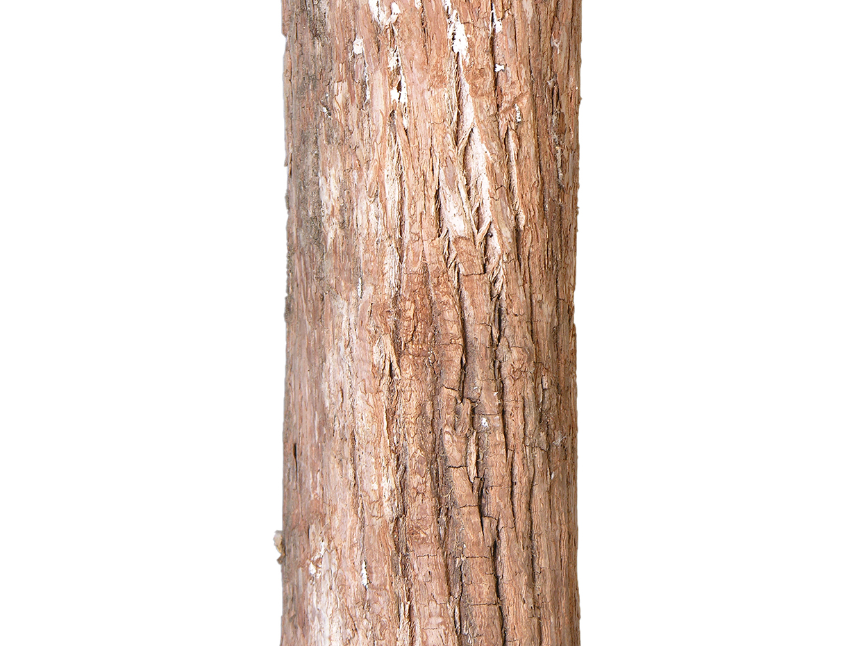 Cherry Tree, Corner ID# CUSTCHC96