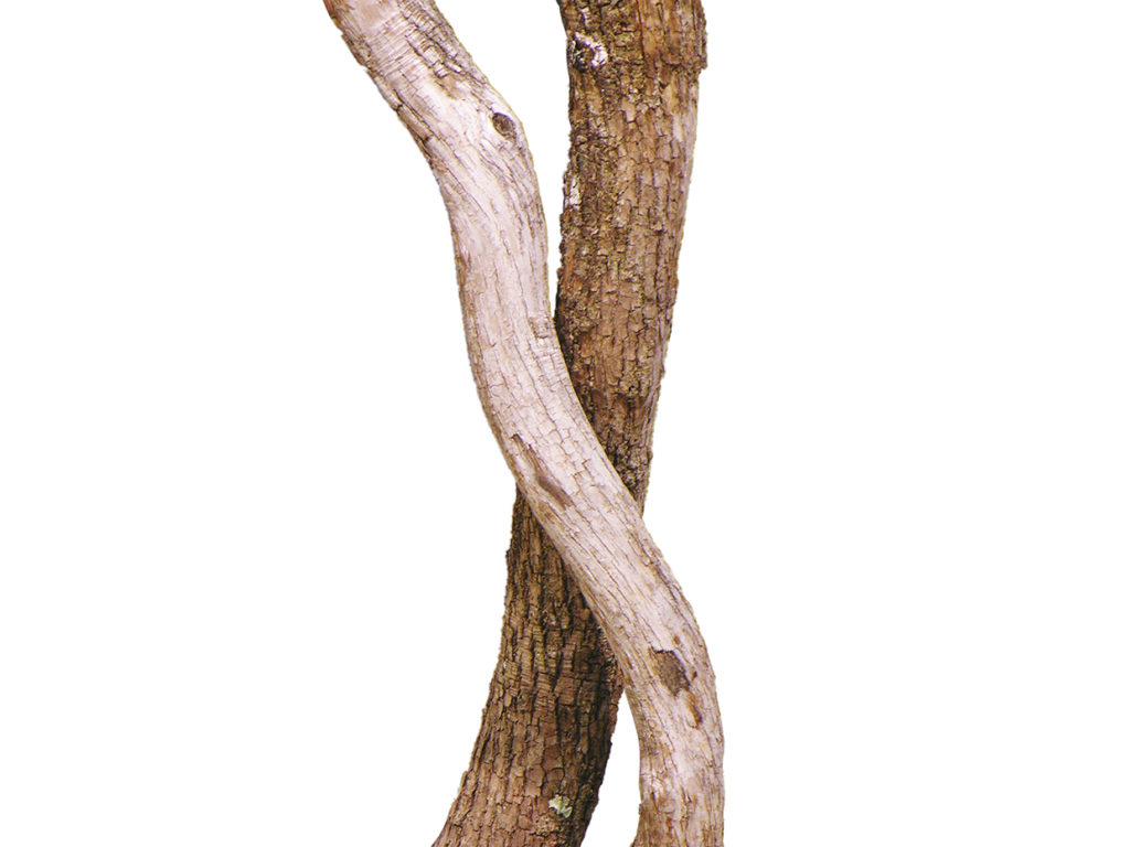 Eucalyptus Tree ID# EUCMX2
