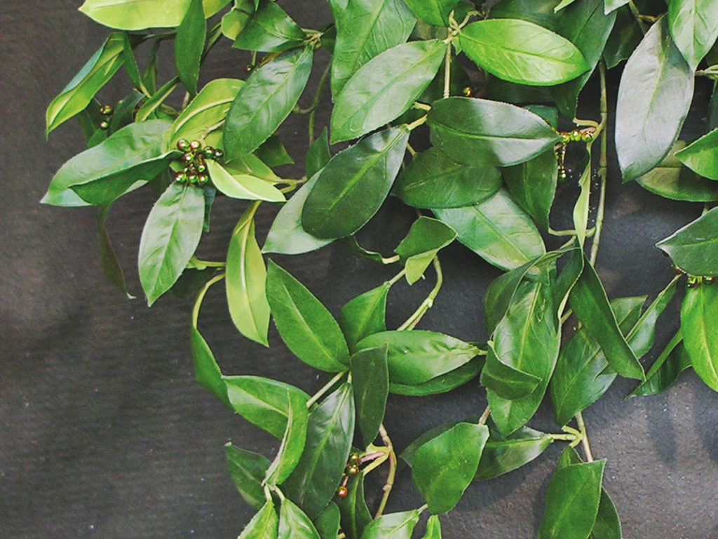 Sweet Bay Laurel Plant ID# SBA224