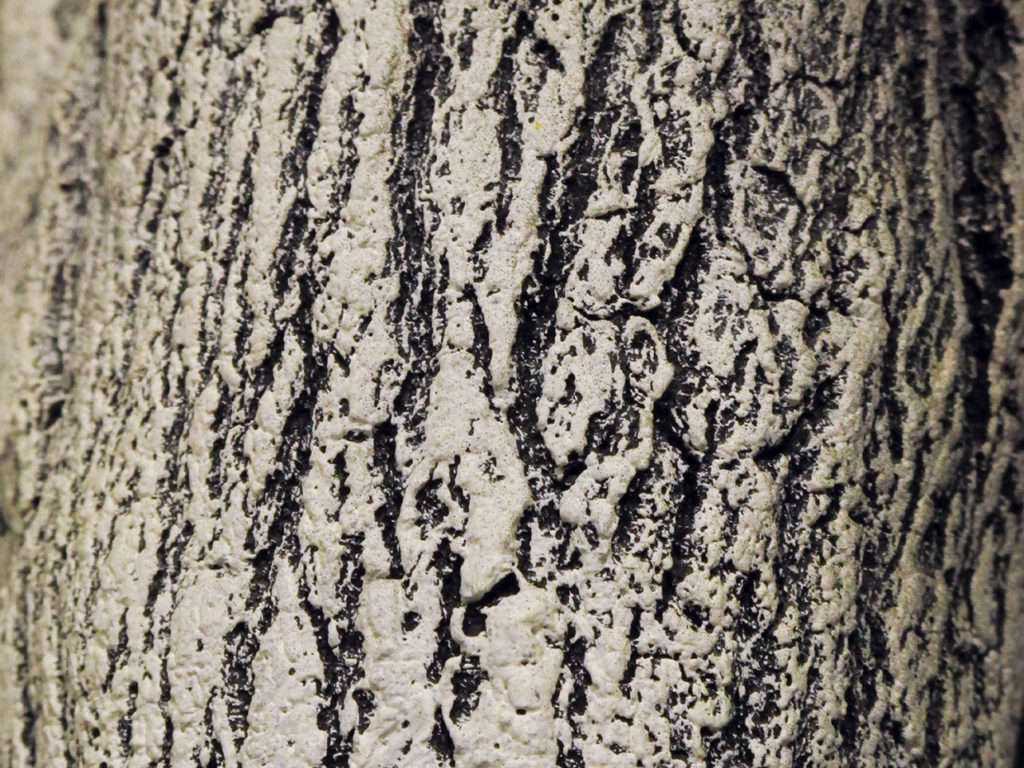 Winter Sycamore Tree ID# 6806