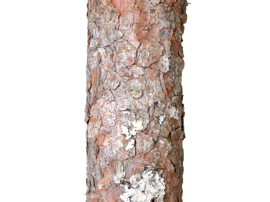 Scotch Pine Bonsai Tree ID# 14914