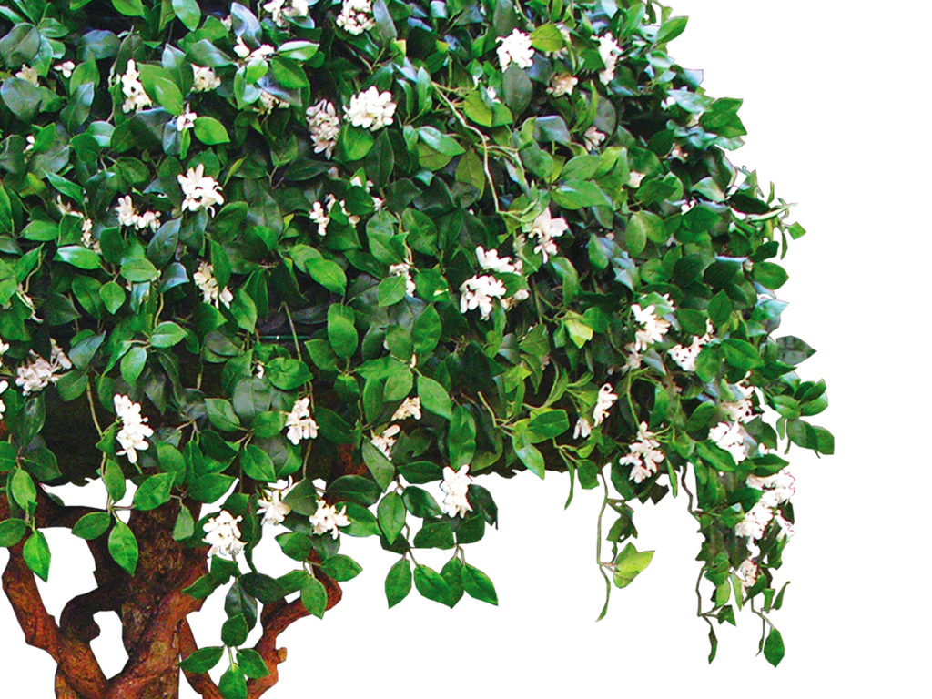 Umbrella Tree, Topiary ID# 4779