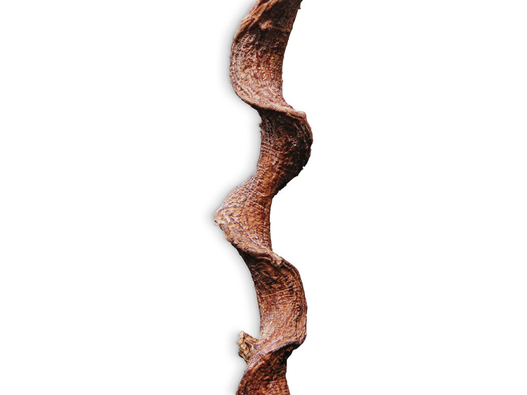 Vine Generic Vine Vine, Tropical ID# VTRL78#