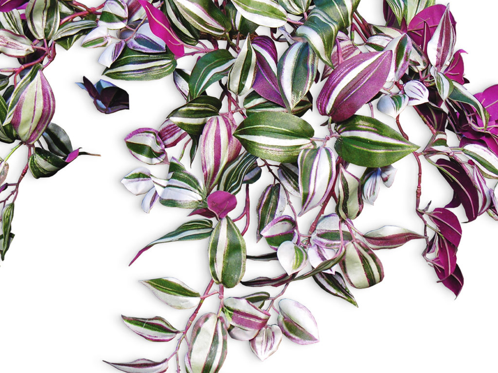 Wandering Jew Vine ID# WAN224