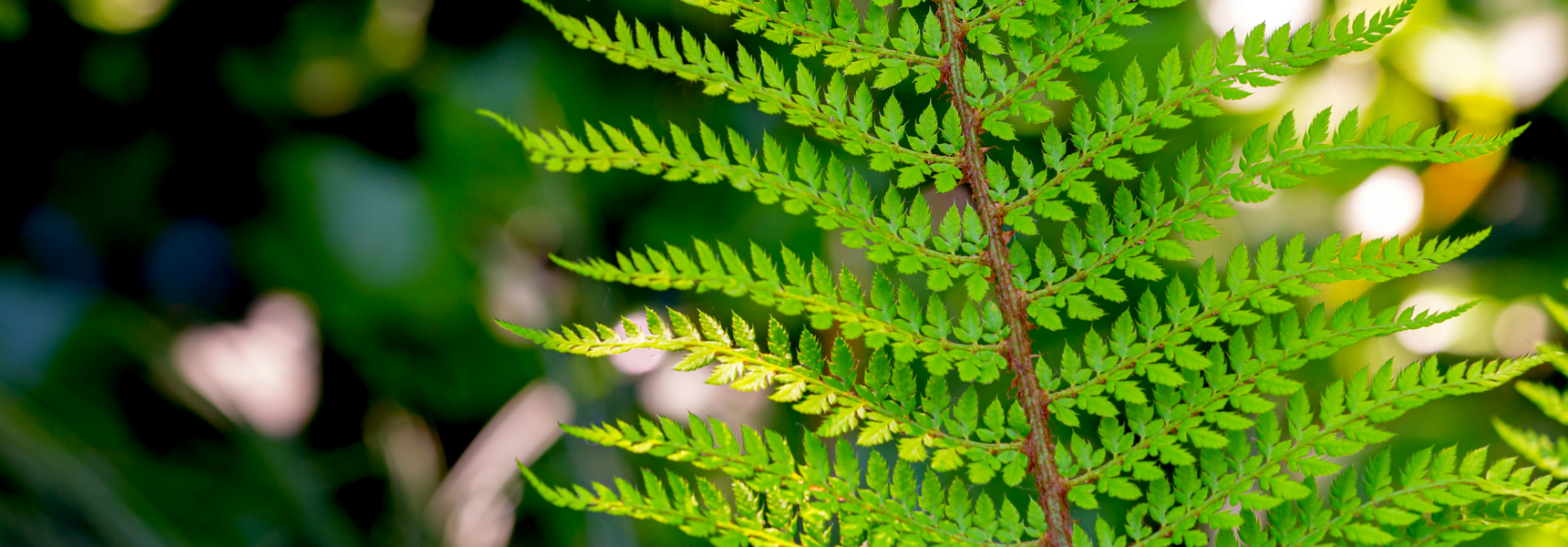 What is biomimicry
