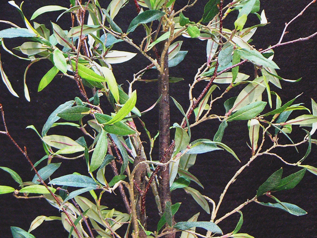 Desert Willow Tree ID# 4202
