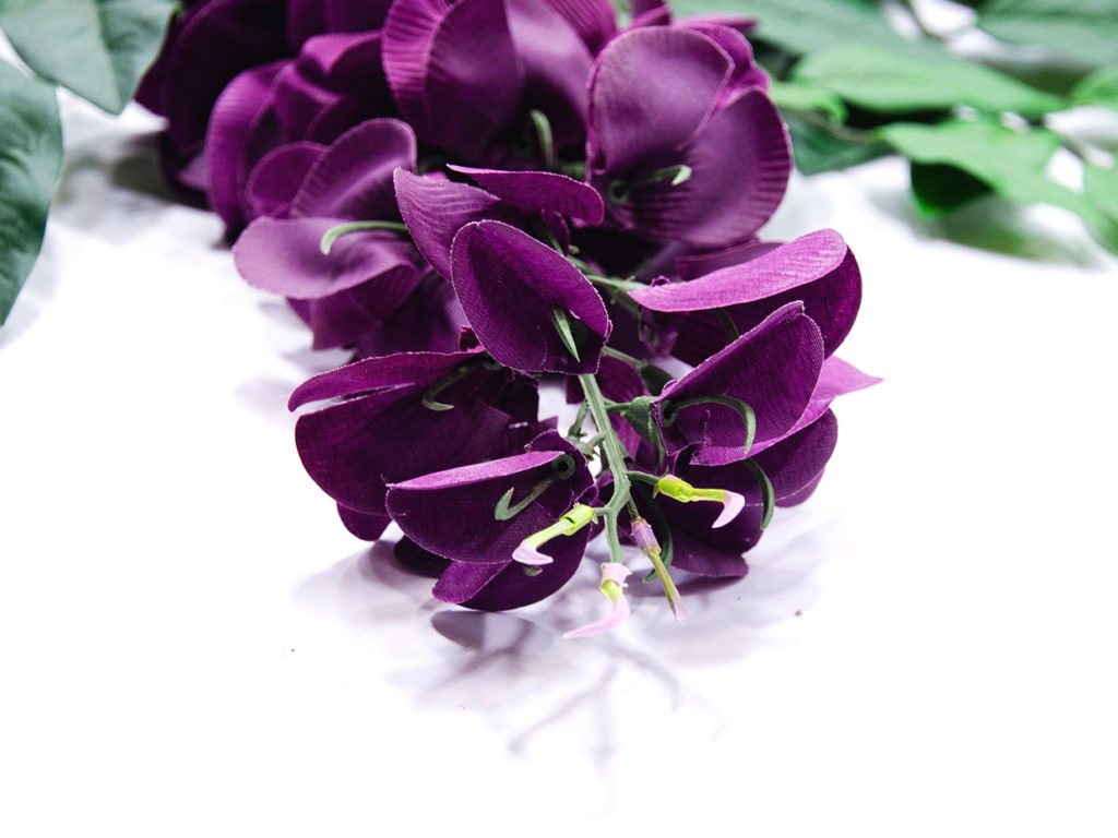Wisteria Tree ID# WISE48F, WISE72L