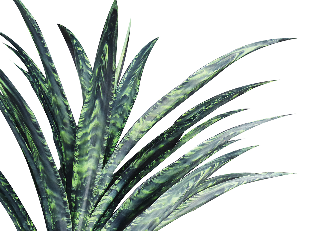 Black Coral Yucca Plant ID# YUC126+
