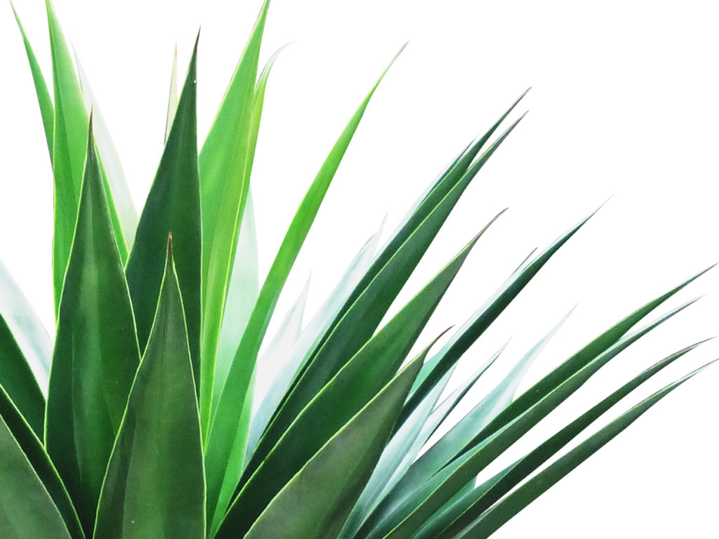 Yucca Plant ID# YUC139G+