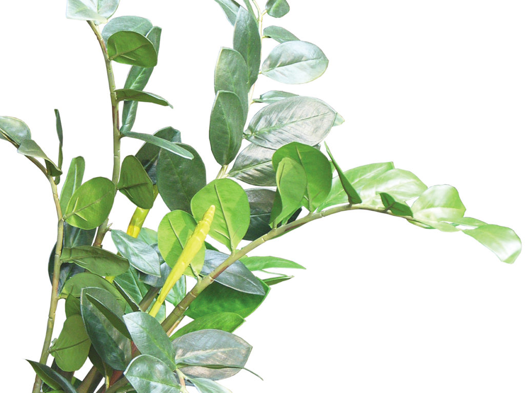 ZZ Plant ID# ZZZM48