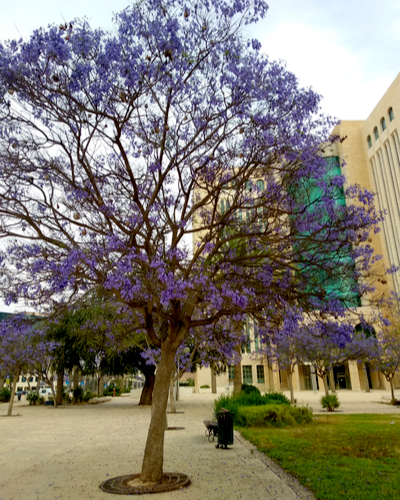 acacia tree