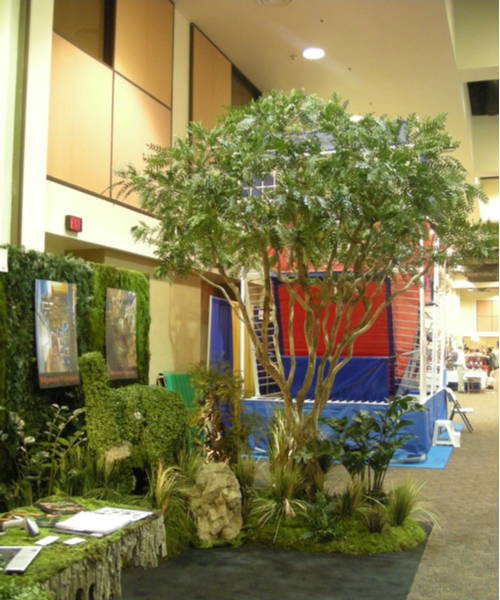 acasia tree
