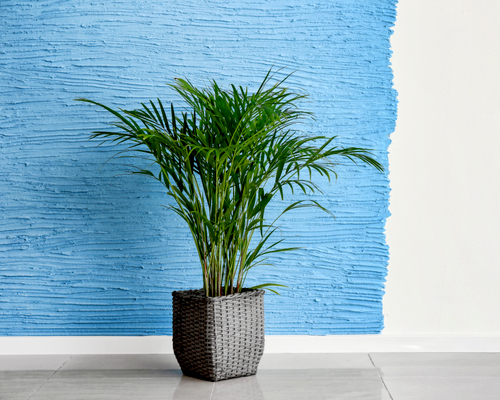 areca palm tree