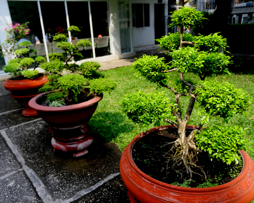 artificial bonsai trees
