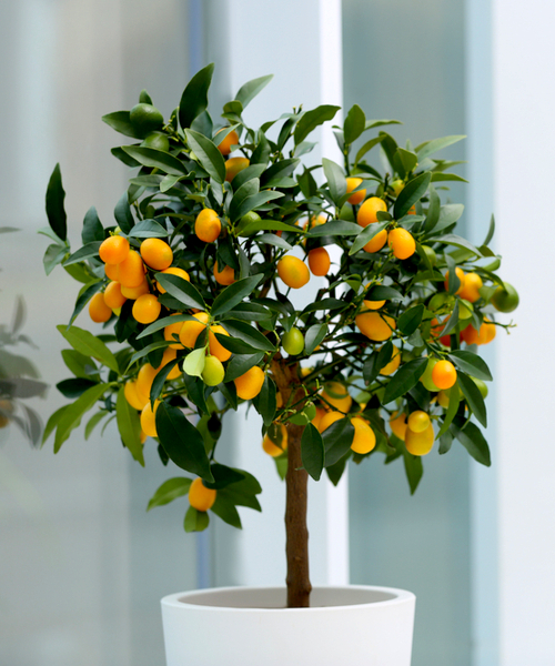 artificial lemon tree