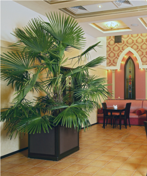 artificial palm trees for sale