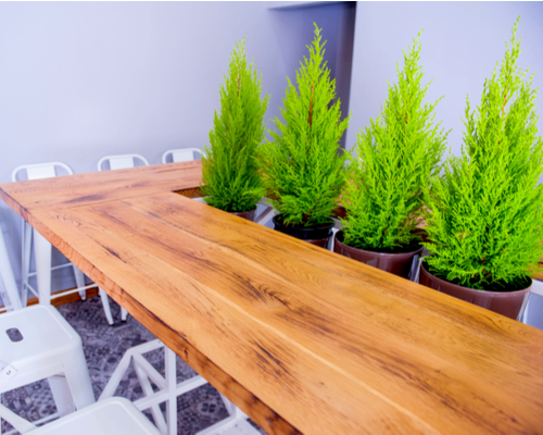 artificial pine trees