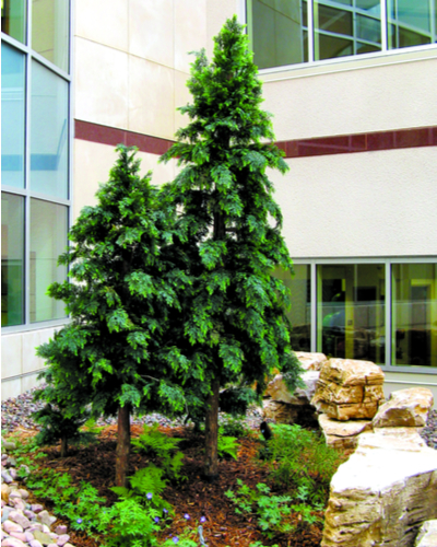artificial pine trees