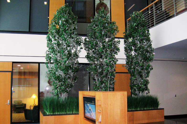 aspen trees