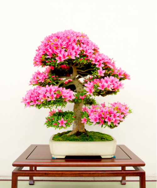 azalea bonsai
