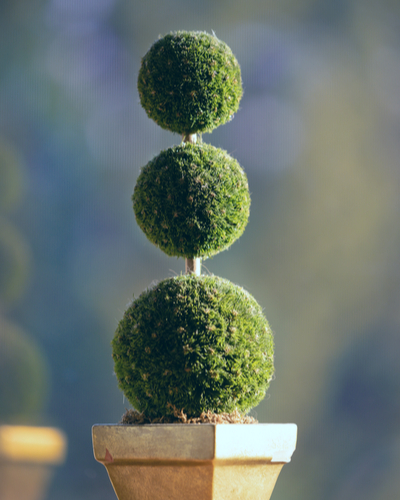 decoarative ball topiary