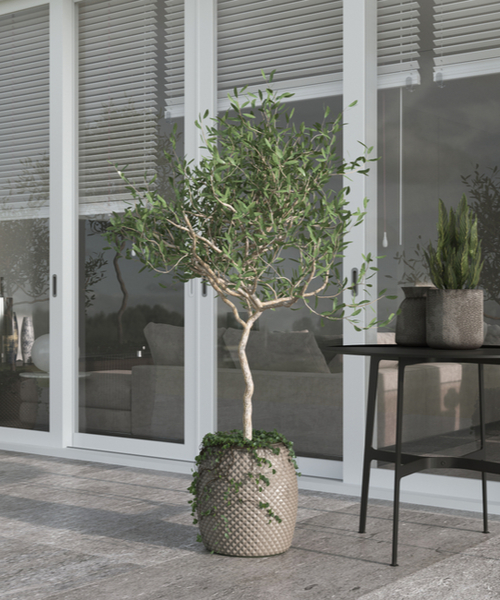 black olive tree potted