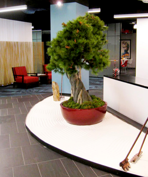 bonsai tree