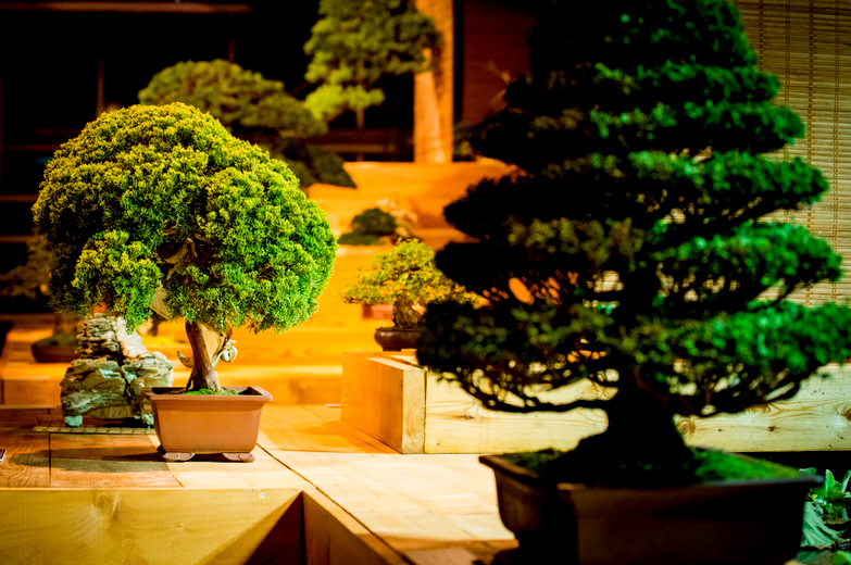 bonsai trees