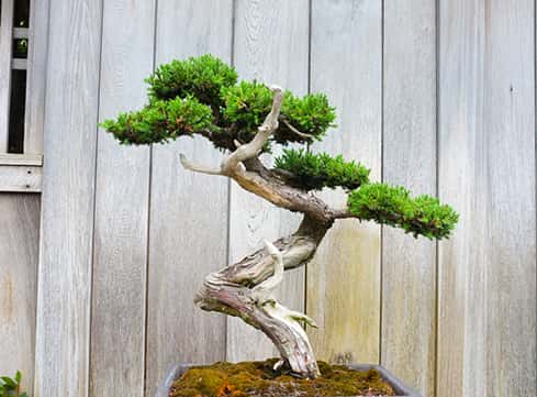 Cypress Bonsai Tree - Artificial & Faux Trees