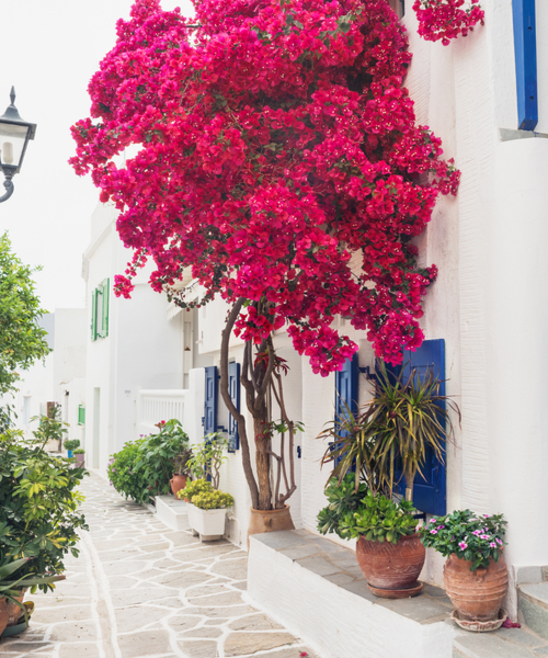 bougainvillea