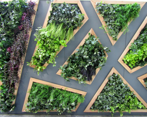 boxwood hedge wall