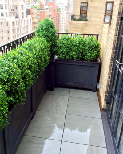types of boxwoods