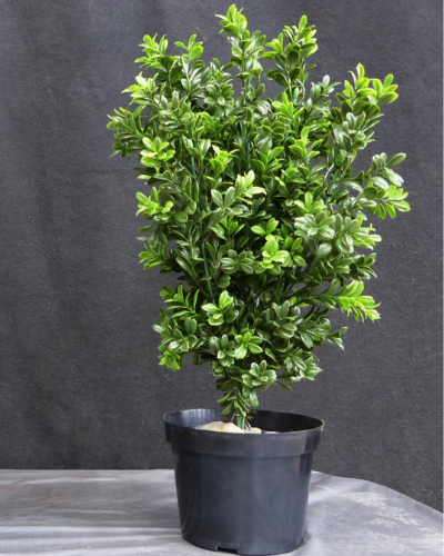different types of boxwoods