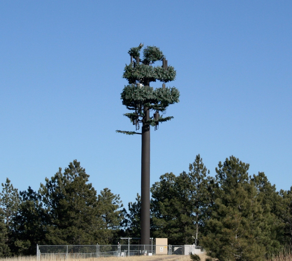 Concealing Cell Phone Towers with Silk Trees