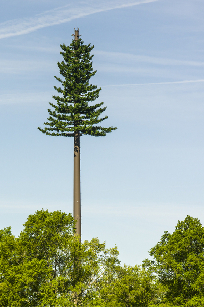 cell phone tower tree