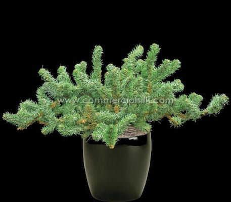 colorado spruce plant