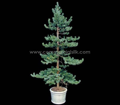 Top 8 Reasons to Try Artificial Colorado Spruces for Your Office Landscape This Year