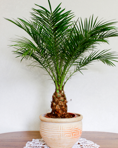 fake date palm tree