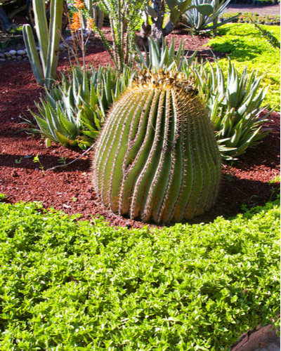fake cactus plant