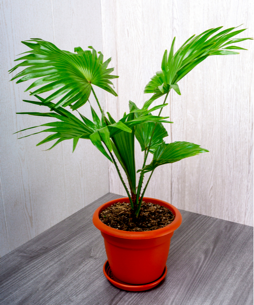 fan palm tree