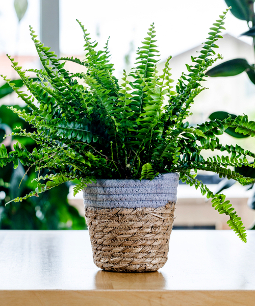 ferns