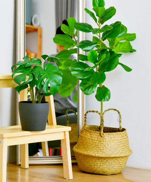 fiddle leaf fig tree