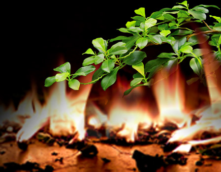 Fire Retardant Regulations and Artificial Silk Plants
