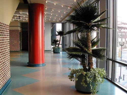 fishtail palm tree