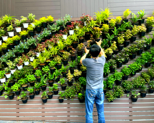 hanging potted grass plants